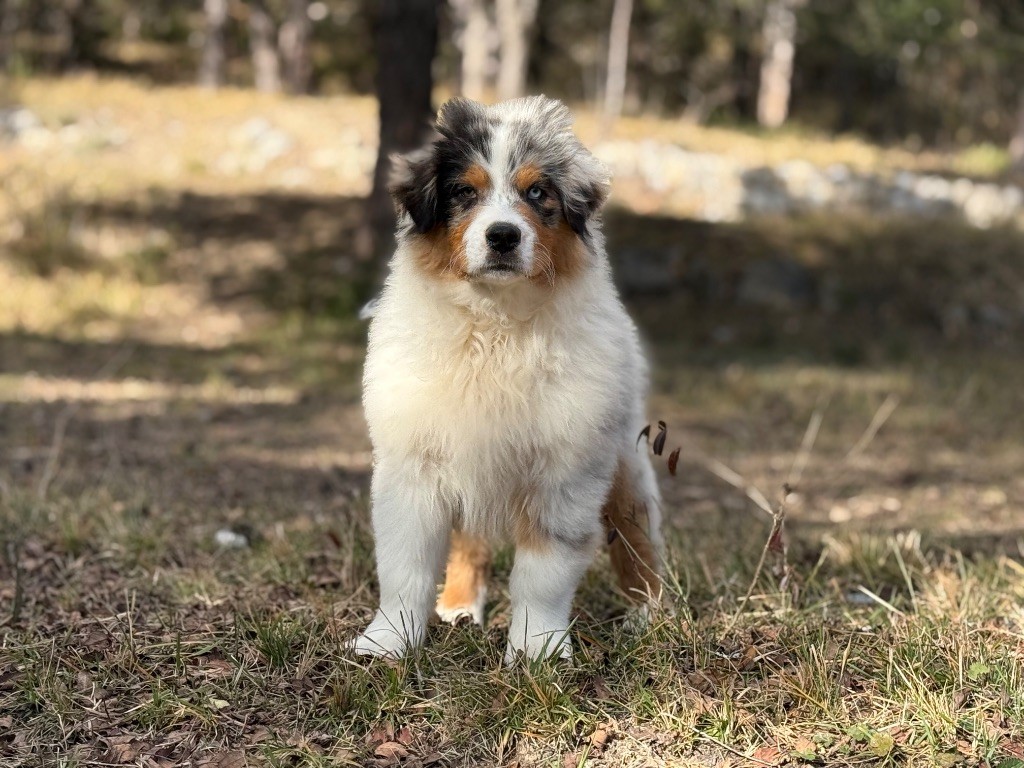 du Château de l'Amour - Chiot disponible  - Berger Australien