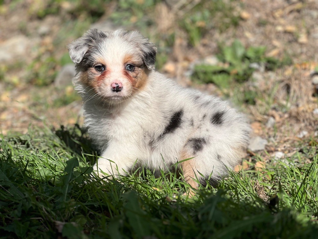 du Château de l'Amour - Chiot disponible  - Berger Australien