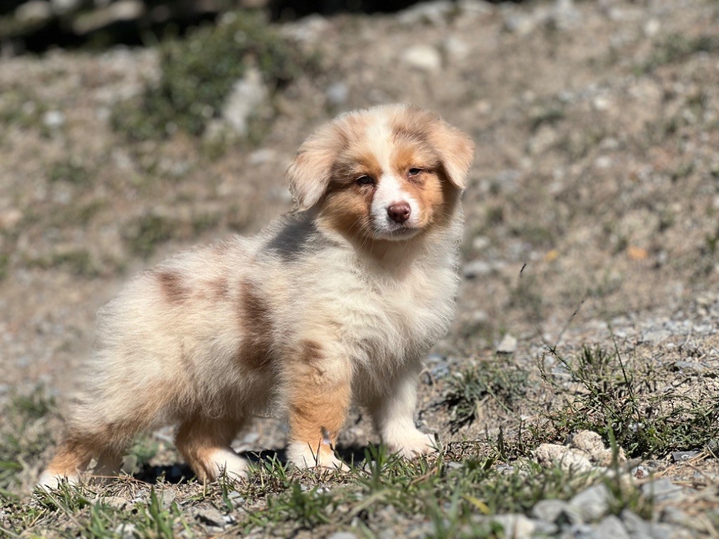 du Château de l'Amour - Chiot disponible  - Berger Australien