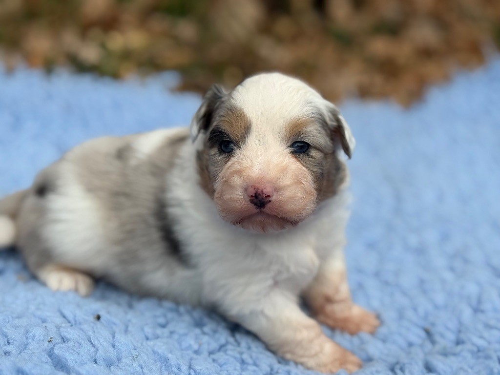 du Château de l'Amour - Chiot disponible  - Berger Australien