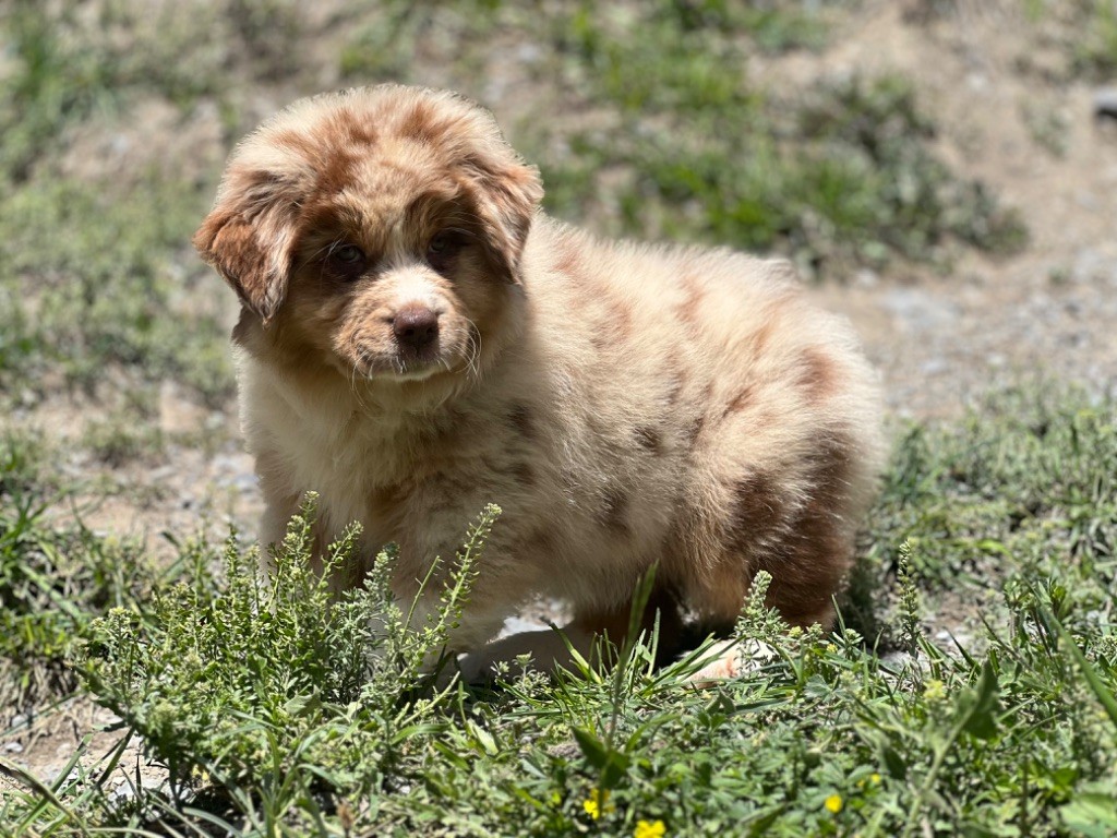 du Château de l'Amour - Chiot disponible  - Berger Australien