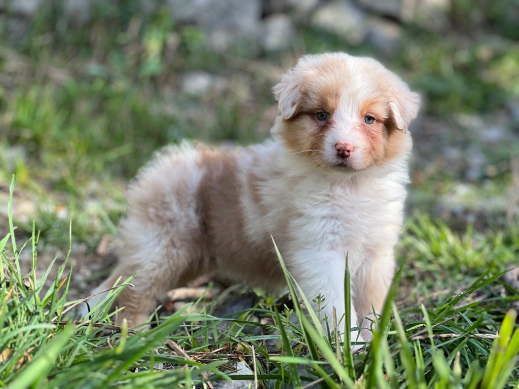 du Château de l'Amour - Chiot disponible  - Berger Australien