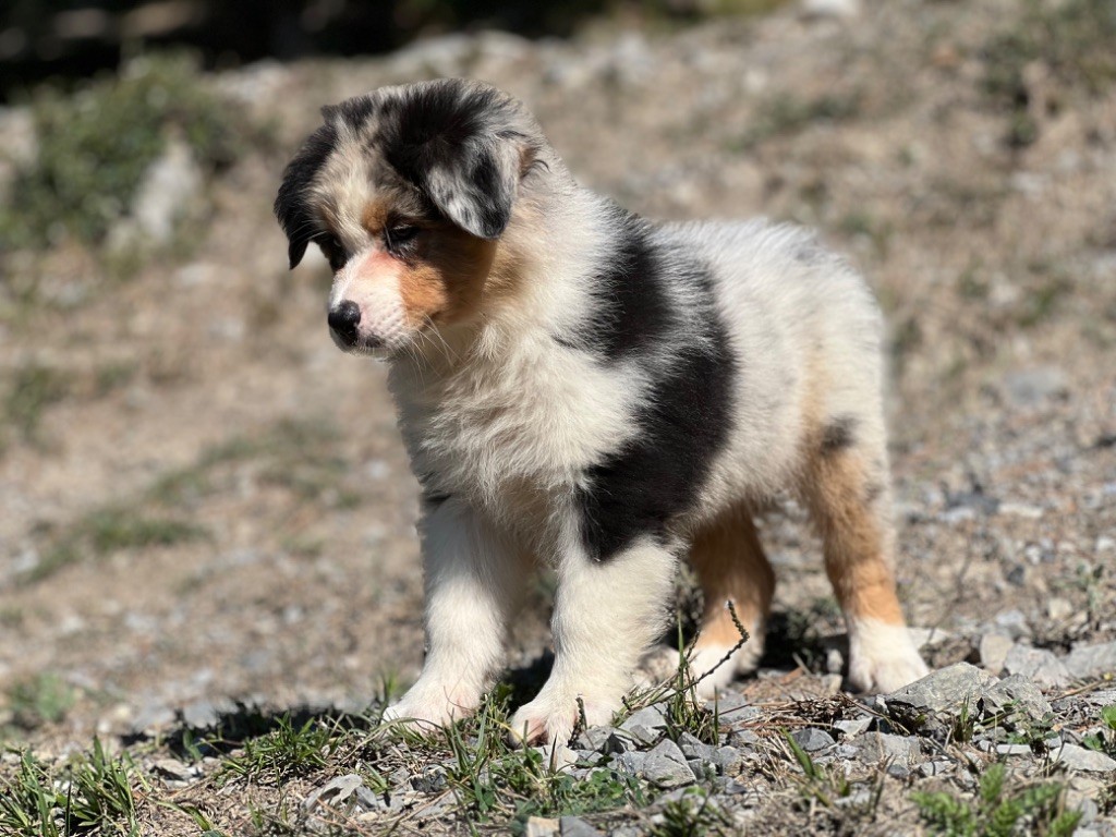 du Château de l'Amour - Chiot disponible  - Berger Australien