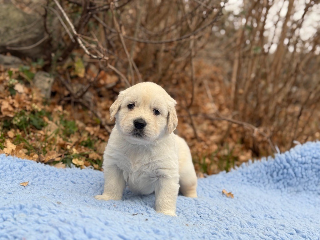 du Château de l'Amour - Chiot disponible  - Golden Retriever