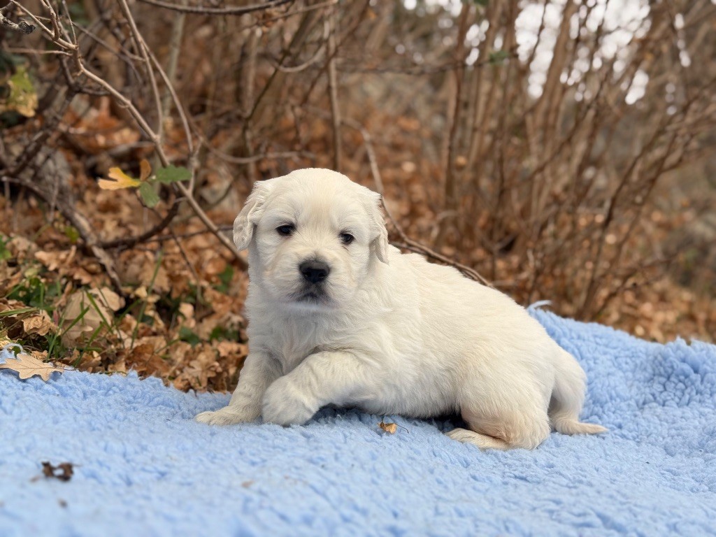 du Château de l'Amour - Chiot disponible  - Golden Retriever