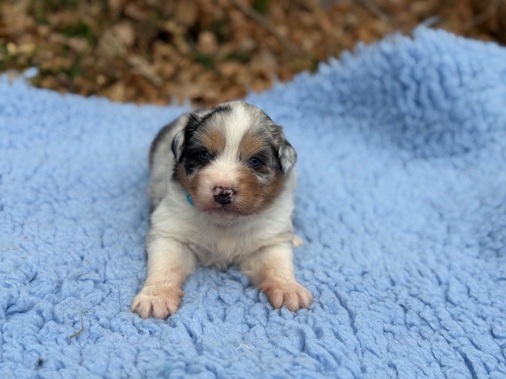 du Château de l'Amour - Chiot disponible  - Berger Australien