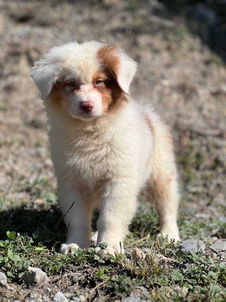 du Château de l'Amour - Chiot disponible  - Berger Australien