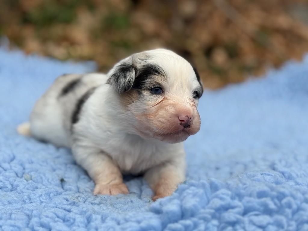 du Château de l'Amour - Chiot disponible  - Berger Australien