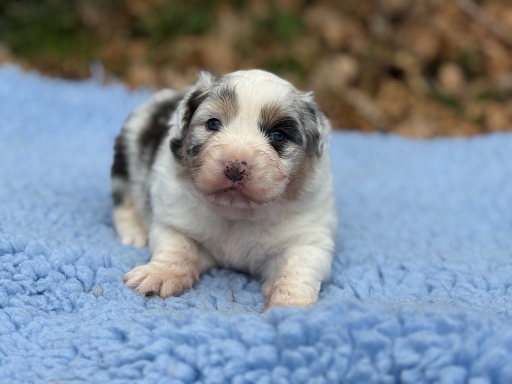 du Château de l'Amour - Chiot disponible  - Berger Australien