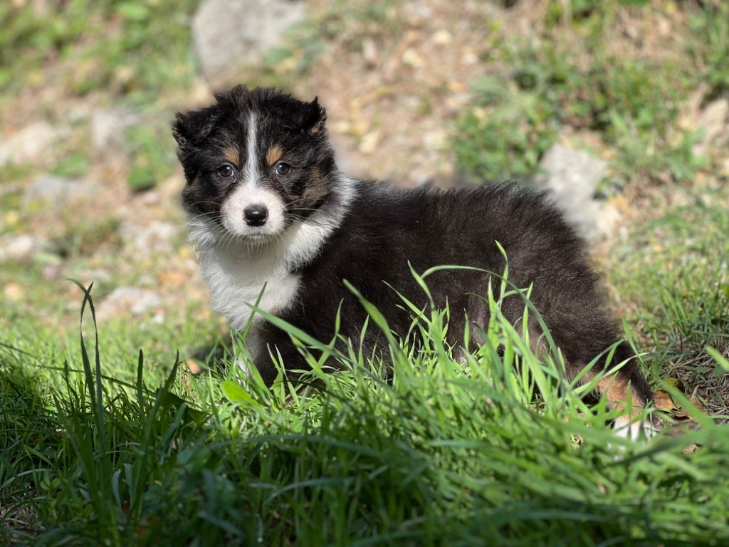 du Château de l'Amour - Chiot disponible  - Berger Australien