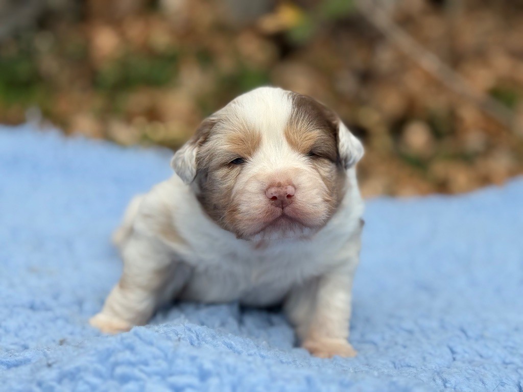 du Château de l'Amour - Chiot disponible  - Berger Australien