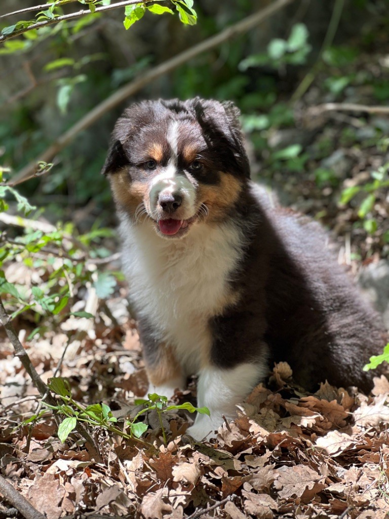 du Château de l'Amour - Chiot disponible  - Berger Australien