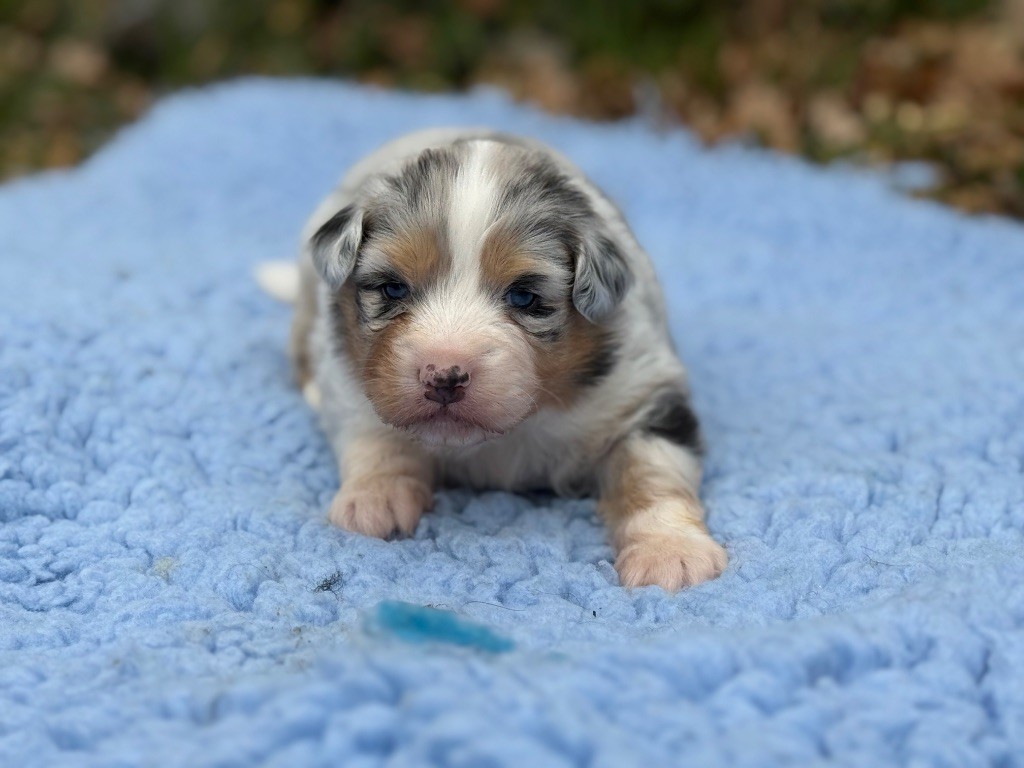 du Château de l'Amour - Chiot disponible  - Berger Australien