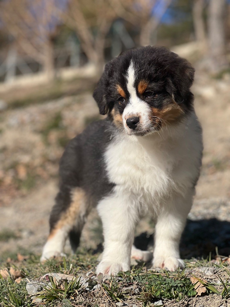 du Château de l'Amour - Chiot disponible  - Berger Australien