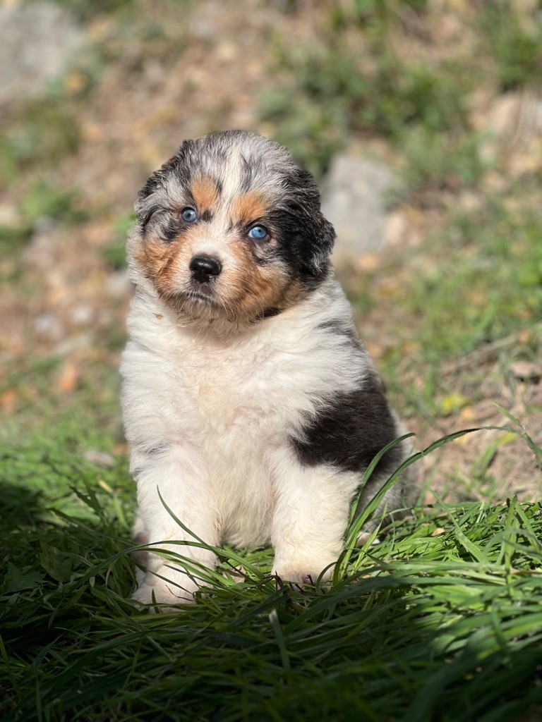 du Château de l'Amour - Chiot disponible  - Berger Australien