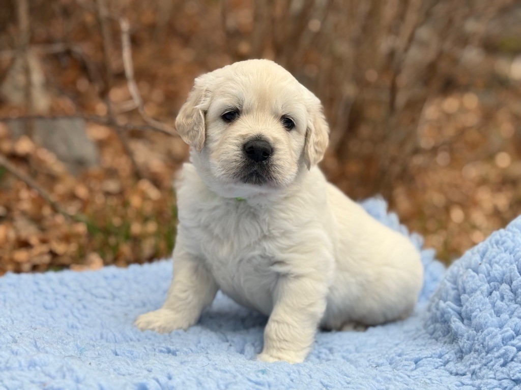 du Château de l'Amour - Chiot disponible  - Golden Retriever