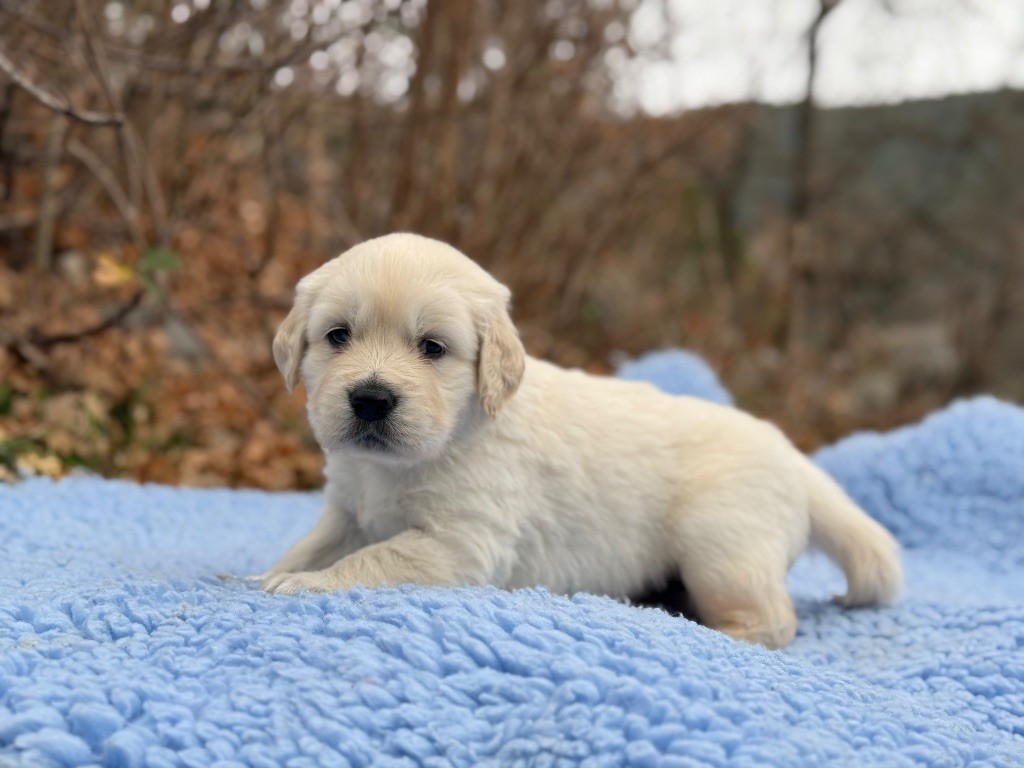 du Château de l'Amour - Chiot disponible  - Golden Retriever