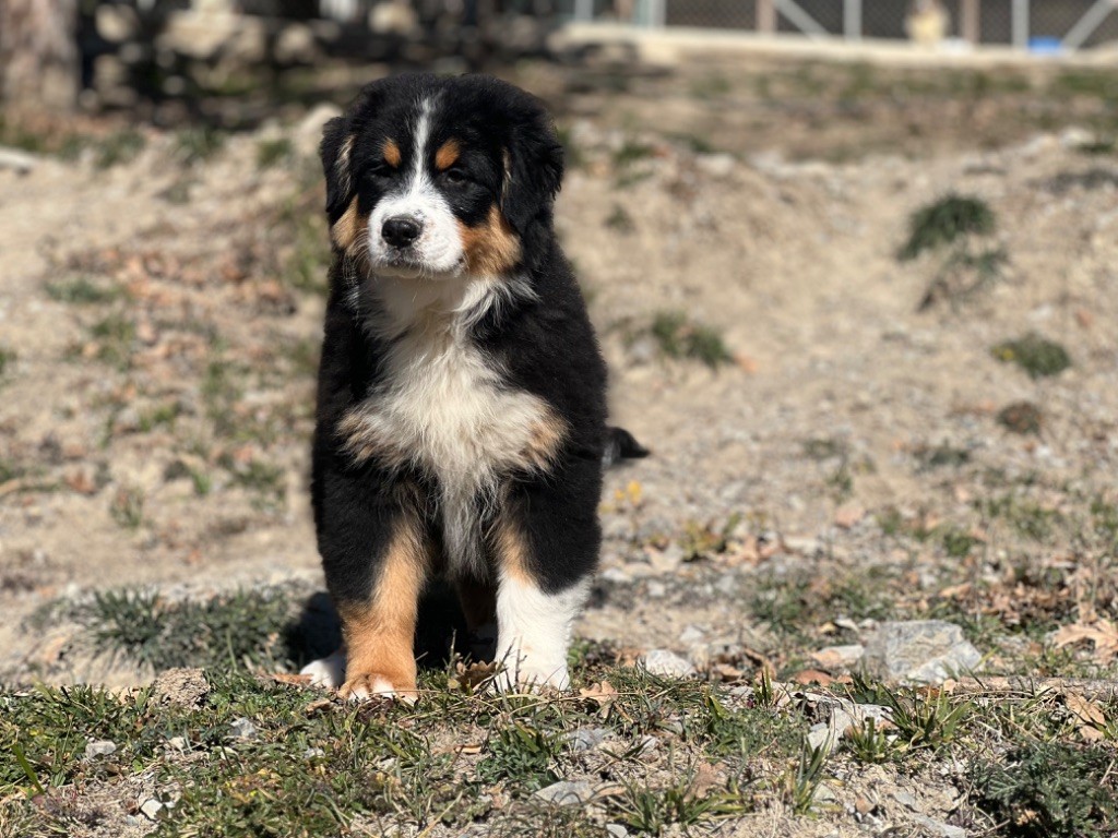 du Château de l'Amour - Chiot disponible  - Berger Australien