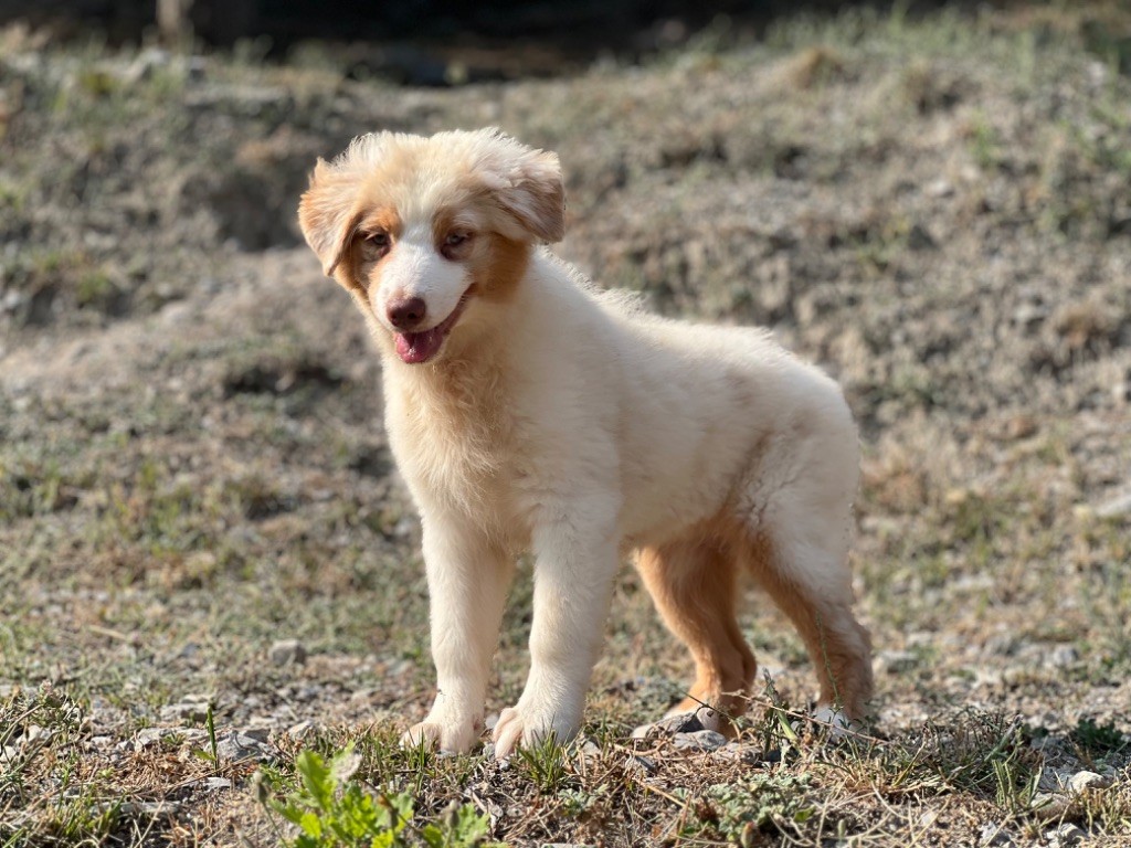 du Château de l'Amour - Chiot disponible  - Berger Australien