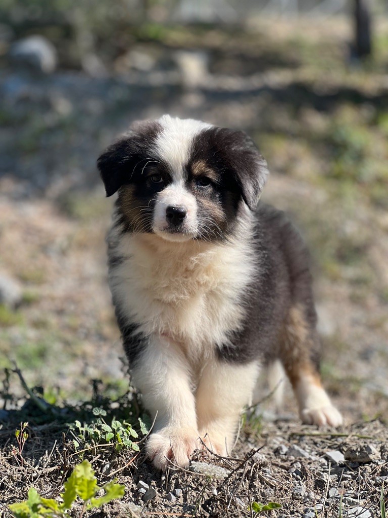 du Château de l'Amour - Chiot disponible  - Berger Australien