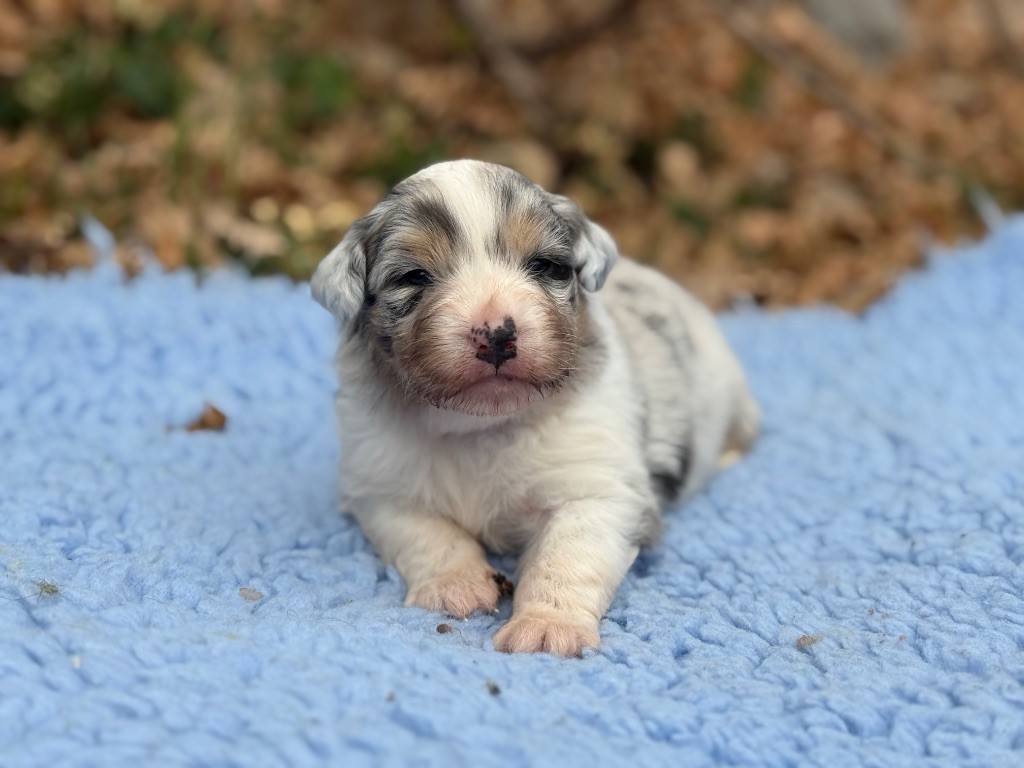 du Château de l'Amour - Chiot disponible  - Berger Australien