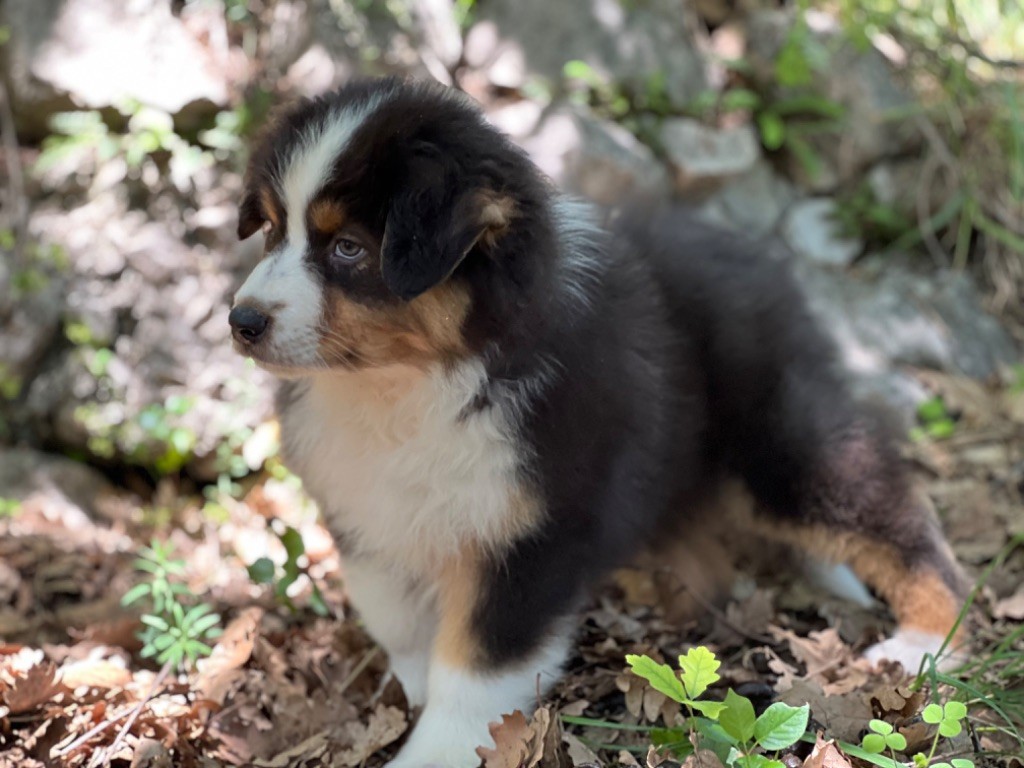 du Château de l'Amour - Chiot disponible  - Berger Australien