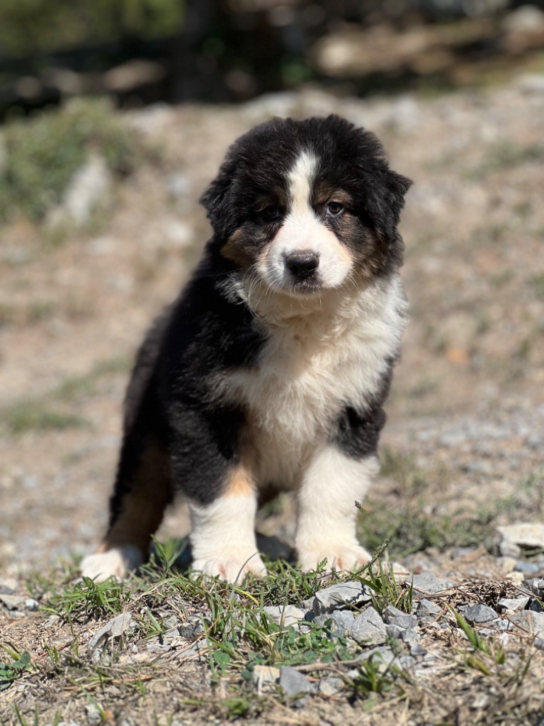 du Château de l'Amour - Chiot disponible  - Berger Australien