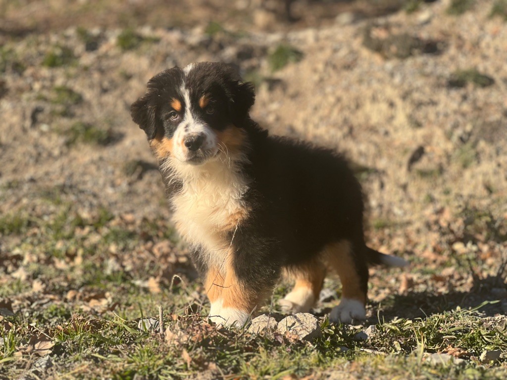 du Château de l'Amour - Chiot disponible  - Berger Australien