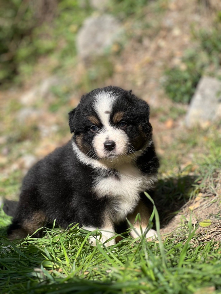 du Château de l'Amour - Chiot disponible  - Berger Australien