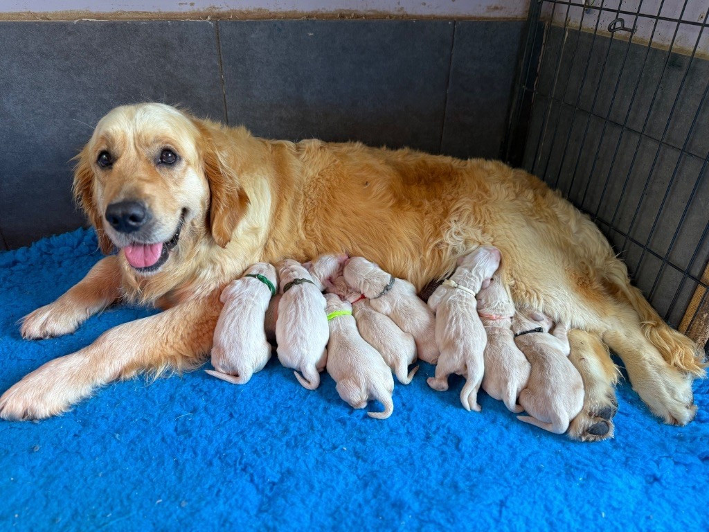 Uméa du Château de l'Amour