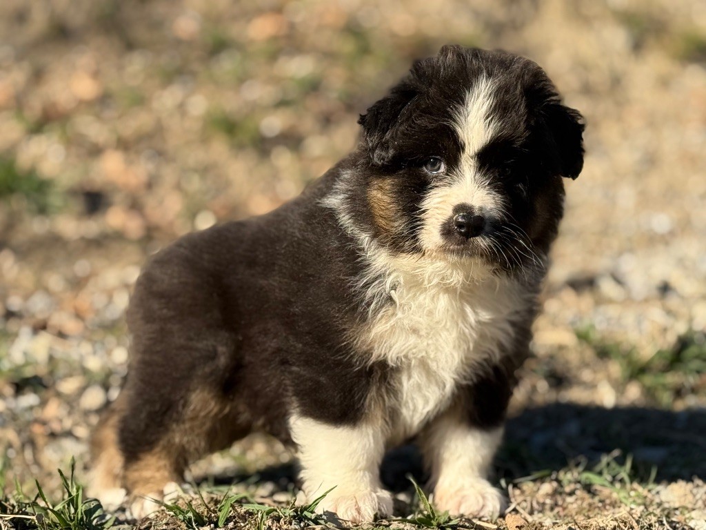 du Château de l'Amour - Chiots disponibles - Berger Australien
