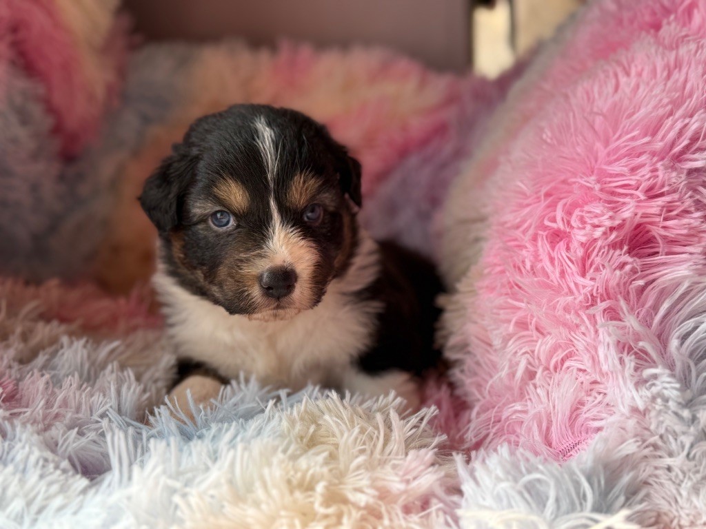 du Château de l'Amour - Chiots disponibles - Berger Australien