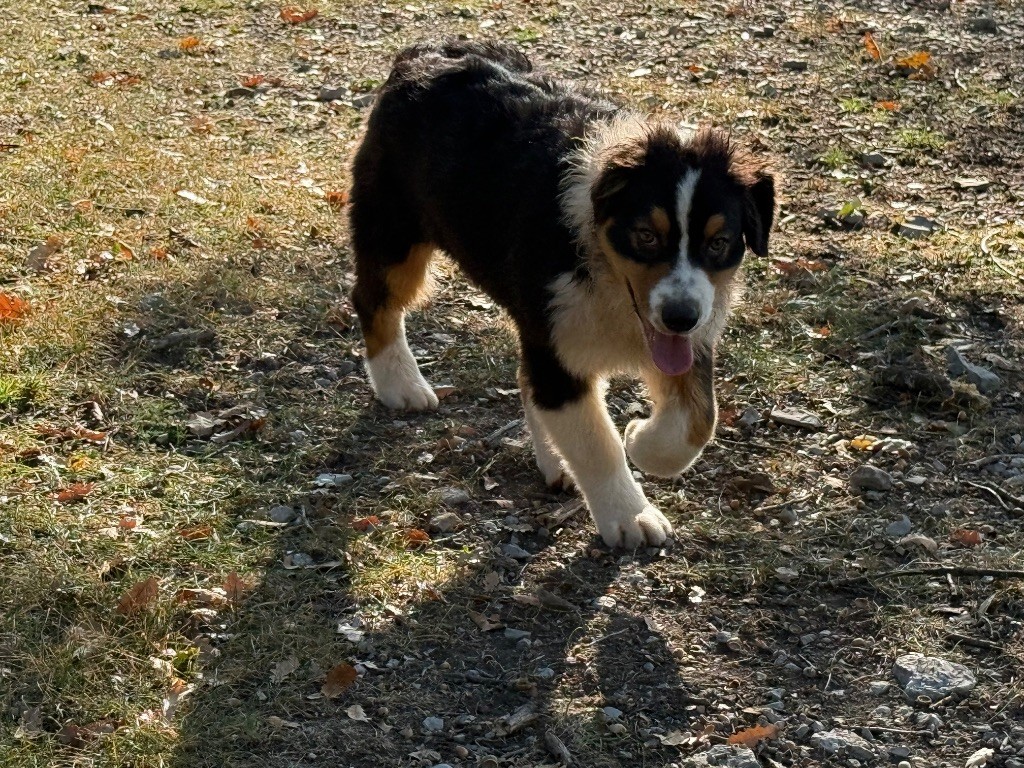 du Château de l'Amour - Chiots disponibles - Berger Australien
