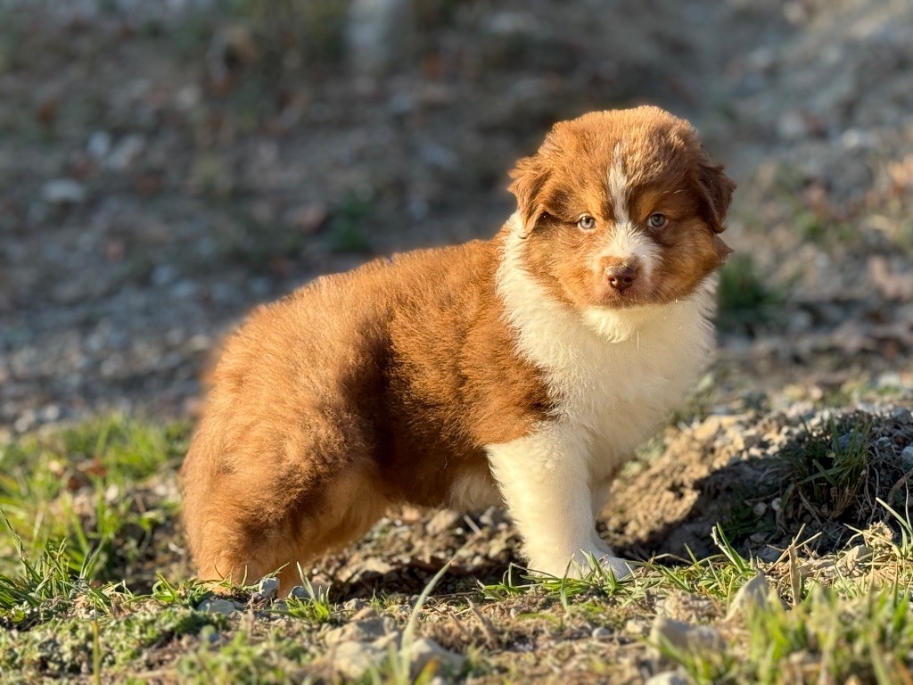 du Château de l'Amour - Chiots disponibles - Berger Australien
