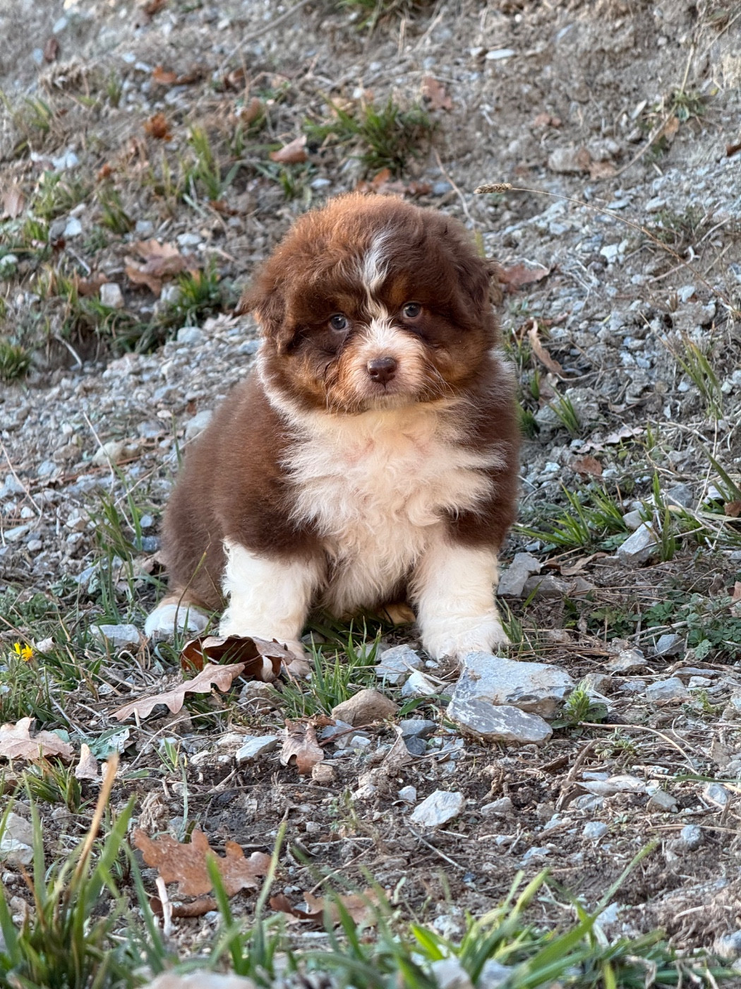du Château de l'Amour - Chiots disponibles - Berger Australien