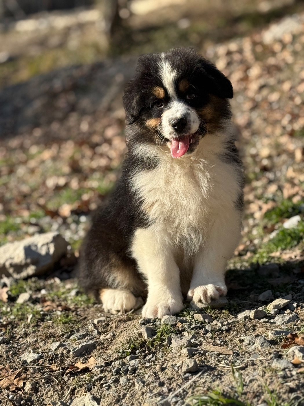 du Château de l'Amour - Chiots disponibles - Berger Australien