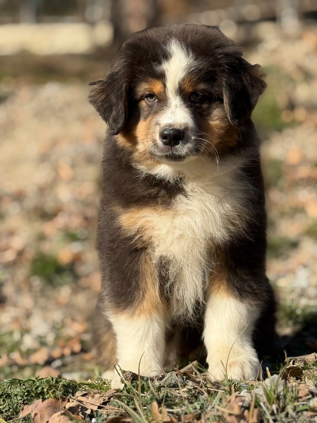 du Château de l'Amour - Chiots disponibles - Berger Australien