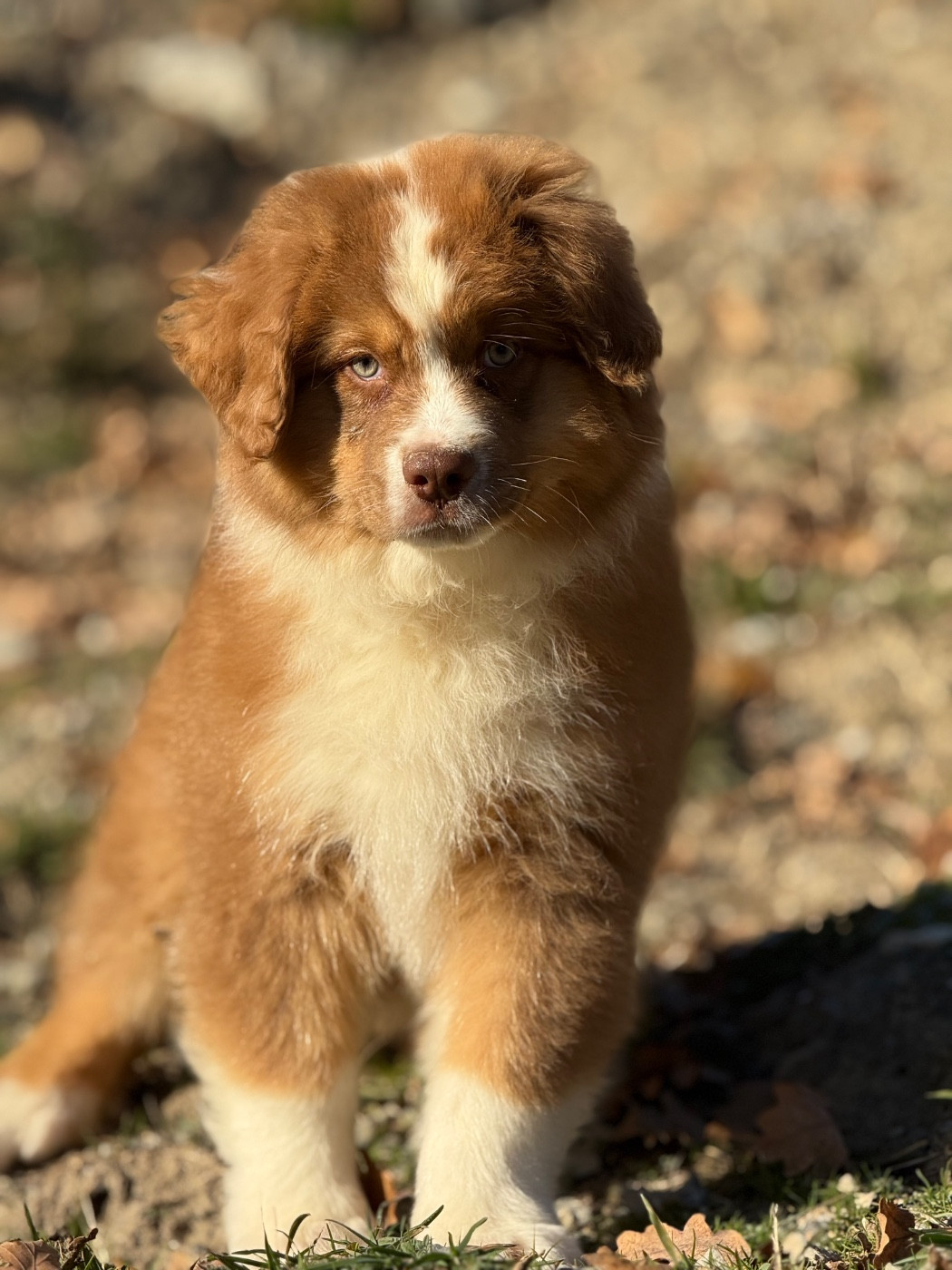 du Château de l'Amour - Chiots disponibles - Berger Australien