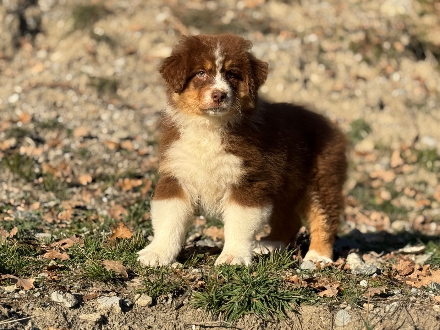du Château de l'Amour - Chiots disponibles - Berger Australien
