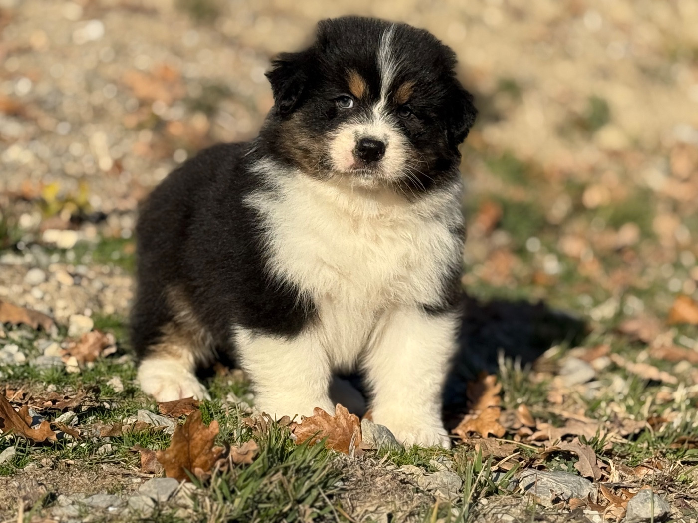 du Château de l'Amour - Chiots disponibles - Berger Australien