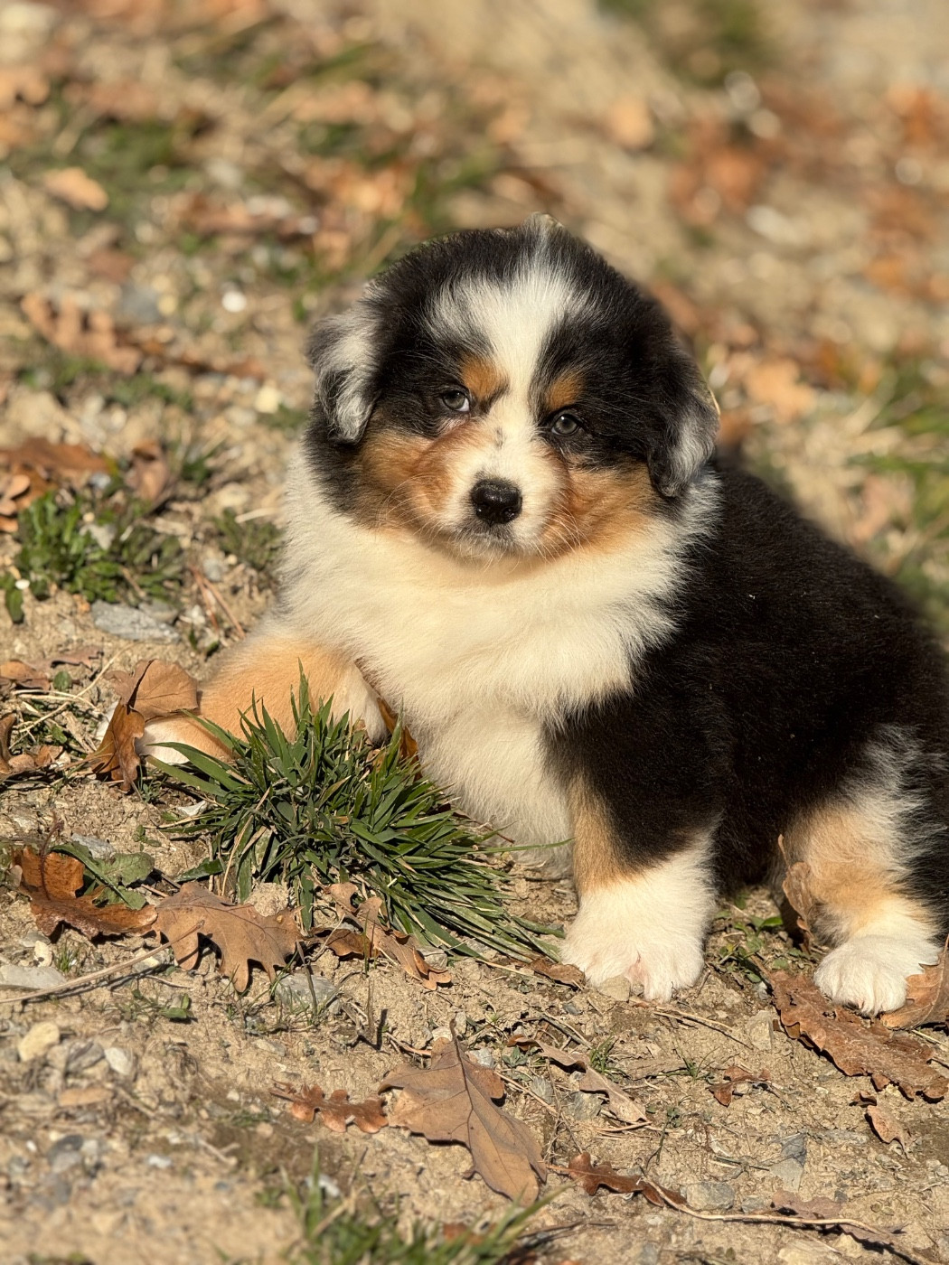du Château de l'Amour - Chiots disponibles - Berger Australien