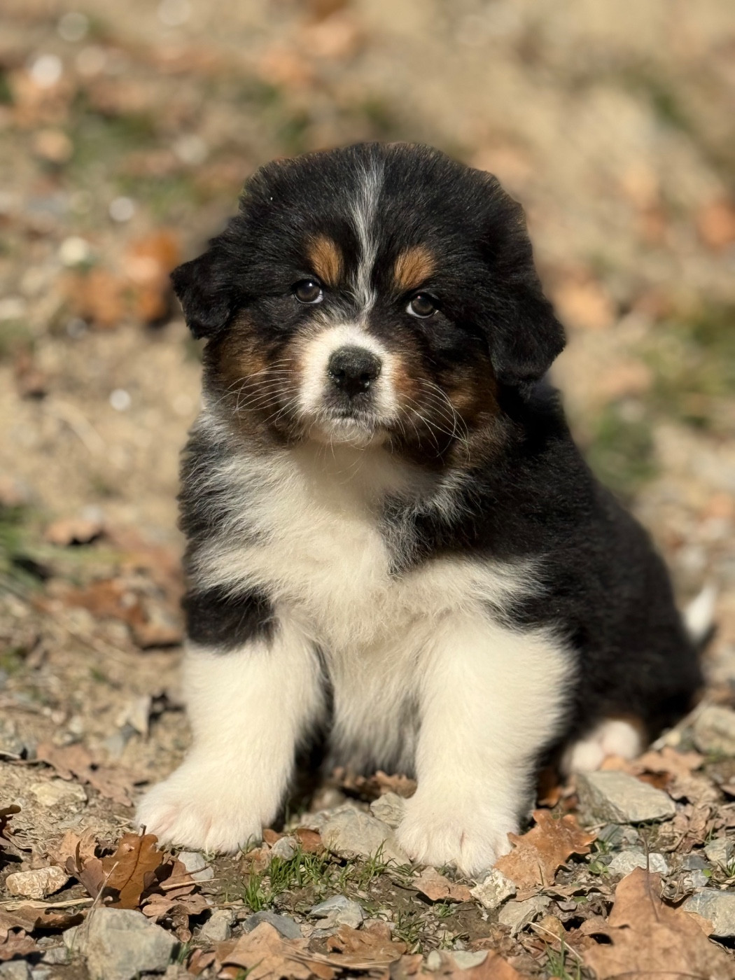 du Château de l'Amour - Chiots disponibles - Berger Australien