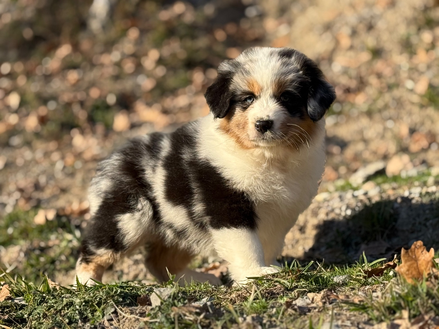 du Château de l'Amour - Chiots disponibles - Berger Australien