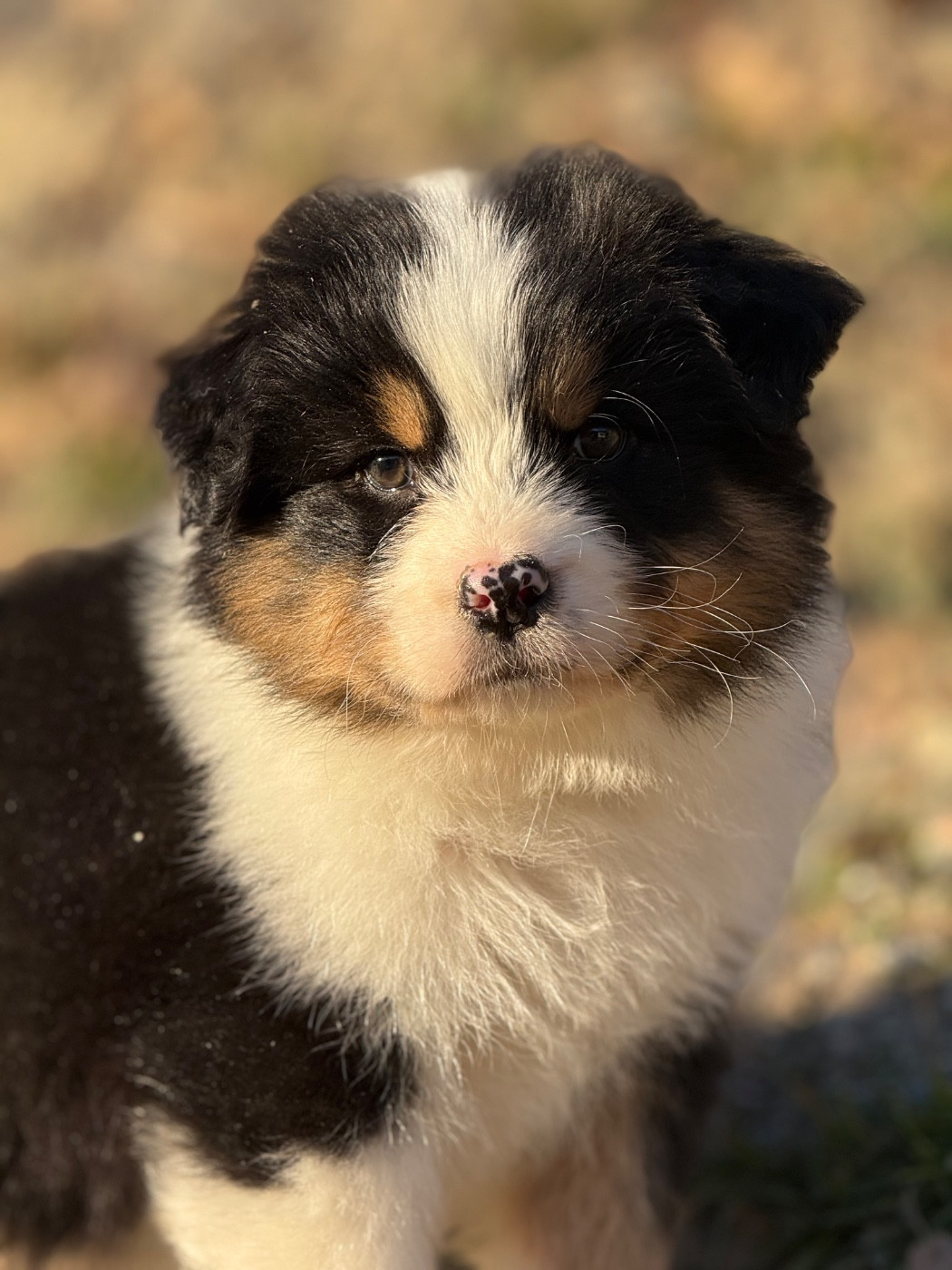 du Château de l'Amour - Chiots disponibles - Berger Australien