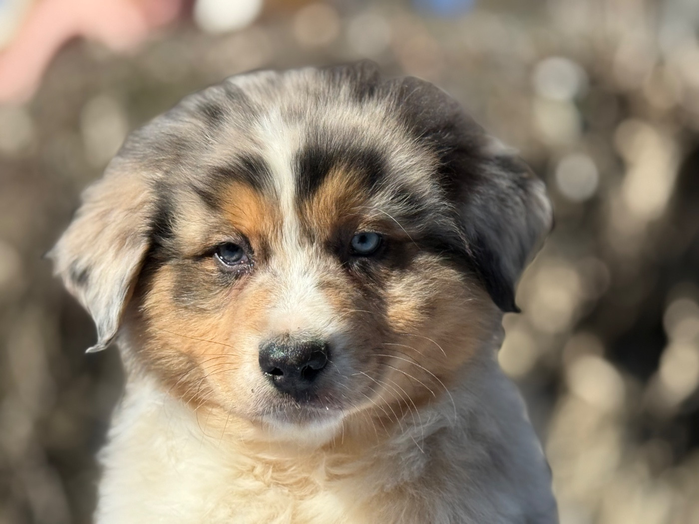 du Château de l'Amour - Chiots disponibles - Berger Australien