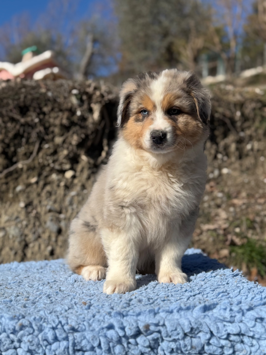 du Château de l'Amour - Chiots disponibles - Berger Australien