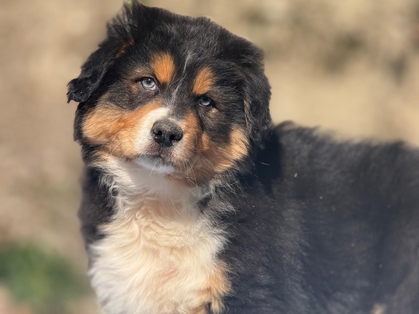 du Château de l'Amour - Chiots disponibles - Berger Australien