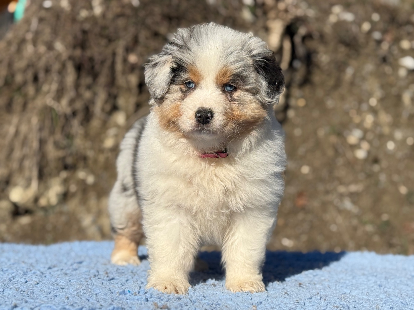du Château de l'Amour - Chiots disponibles - Berger Australien