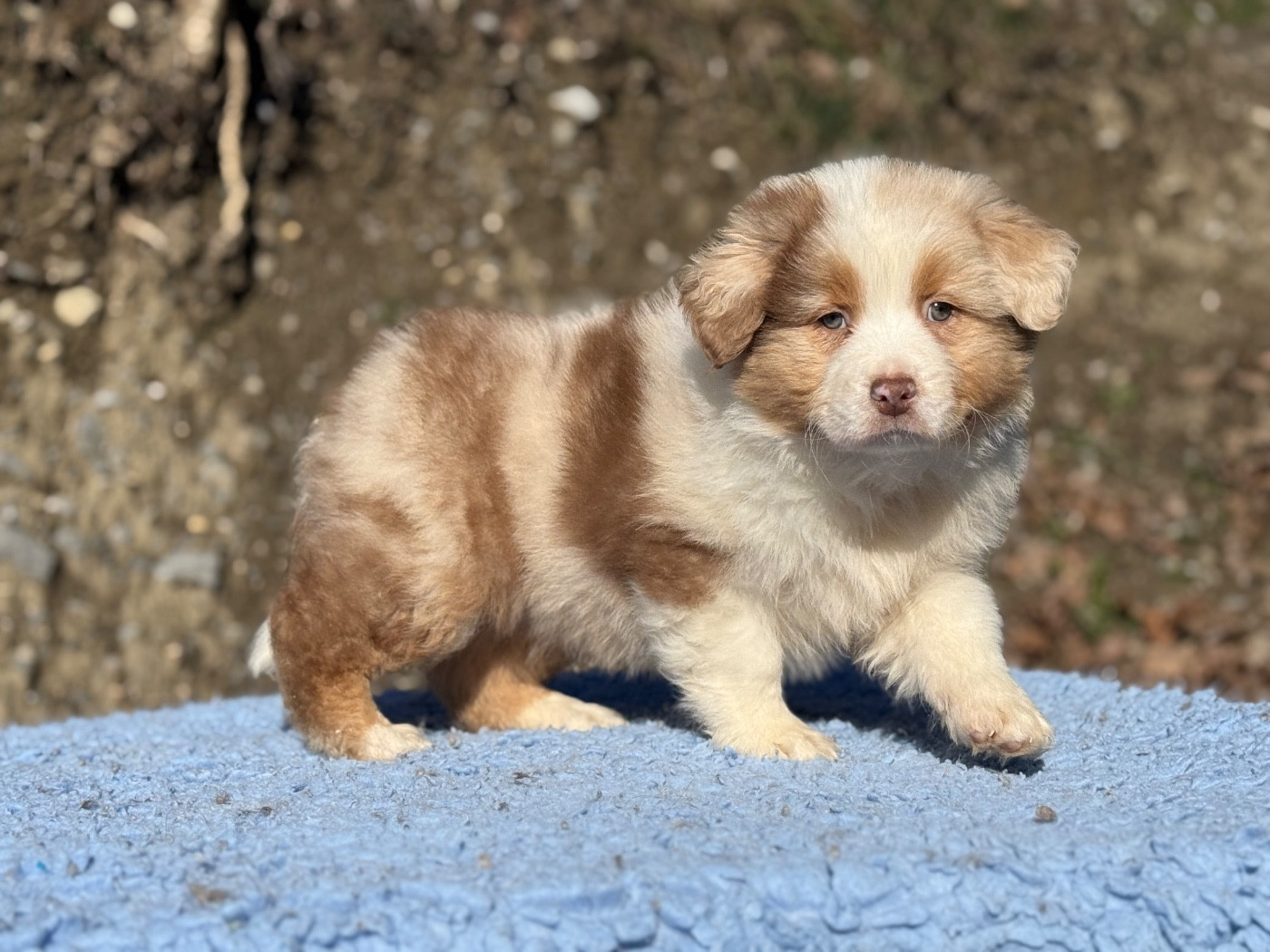 du Château de l'Amour - Chiots disponibles - Berger Australien