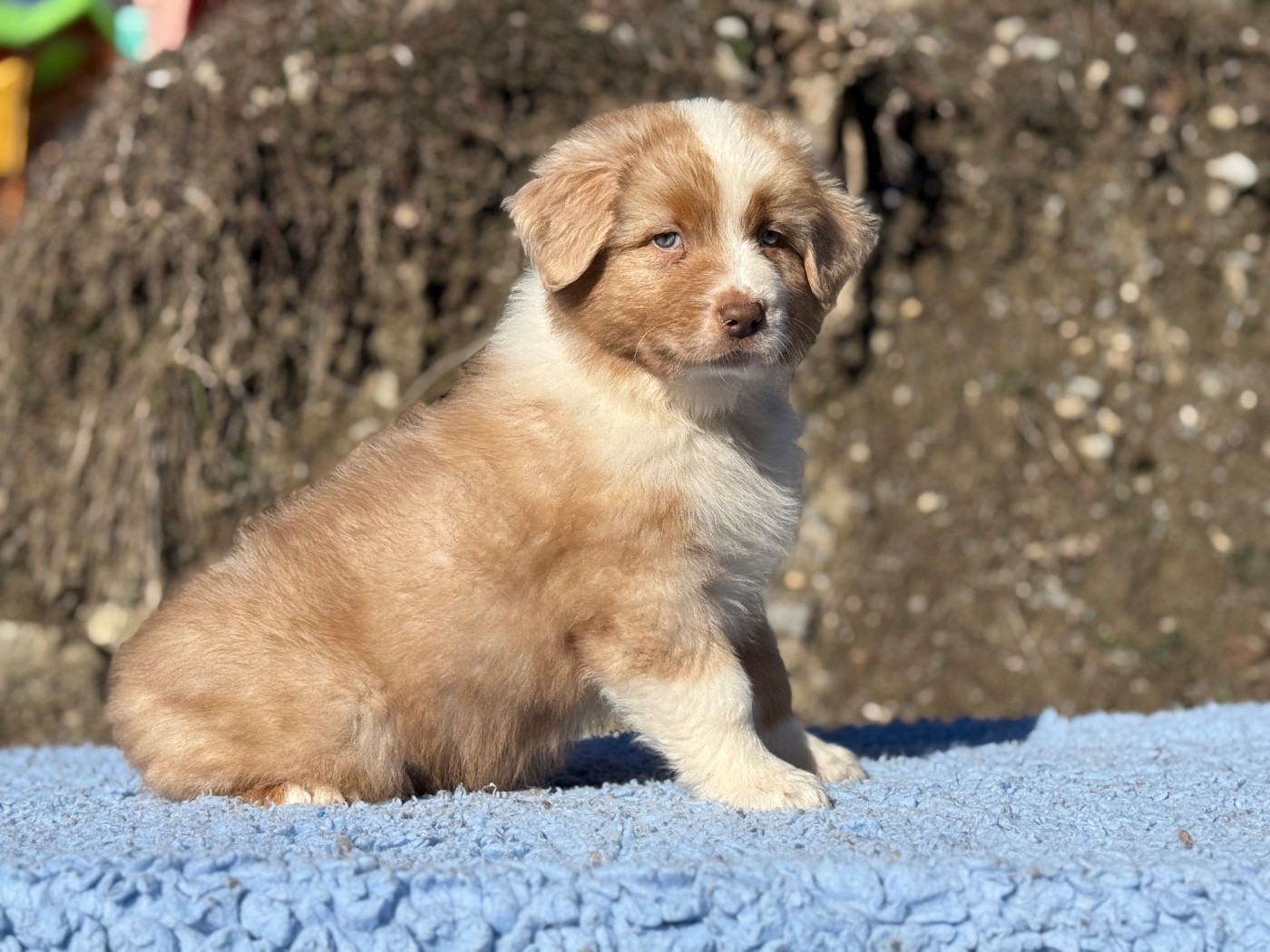 du Château de l'Amour - Chiots disponibles - Berger Australien